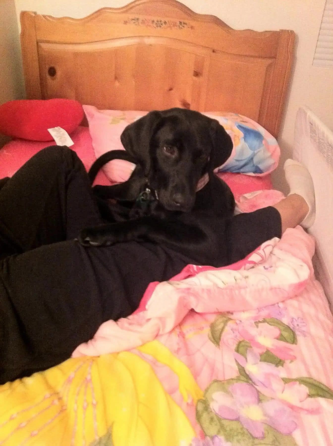 Ellie laying on Makaylee's bed