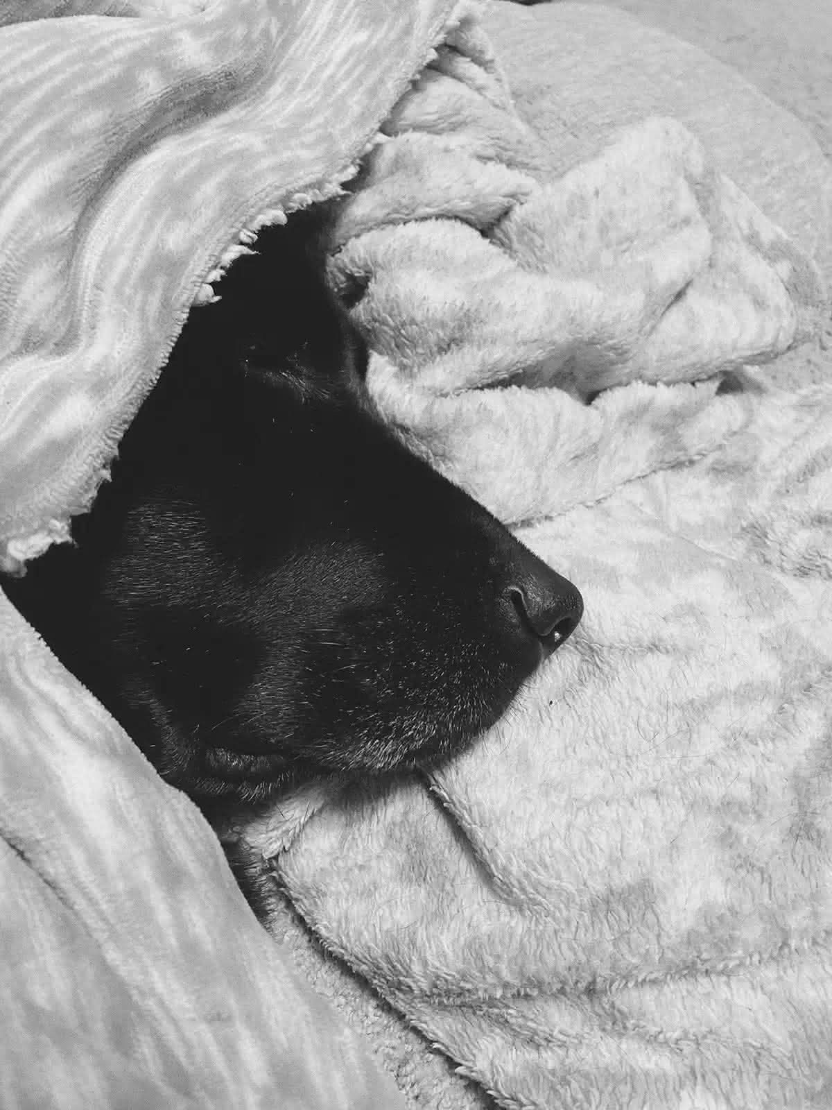 Ellie face poking out of the covers