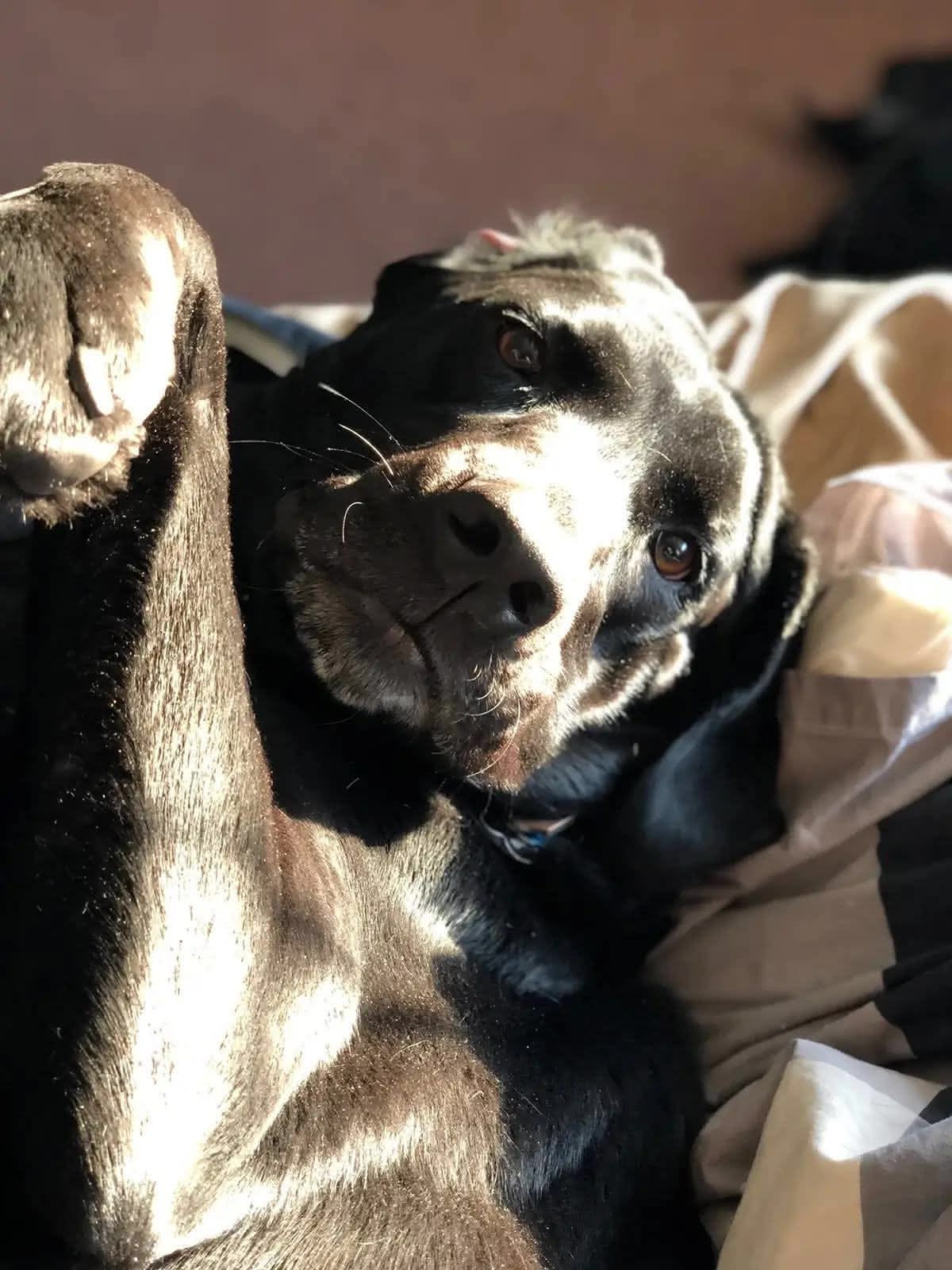Ellie with the sun hitting her