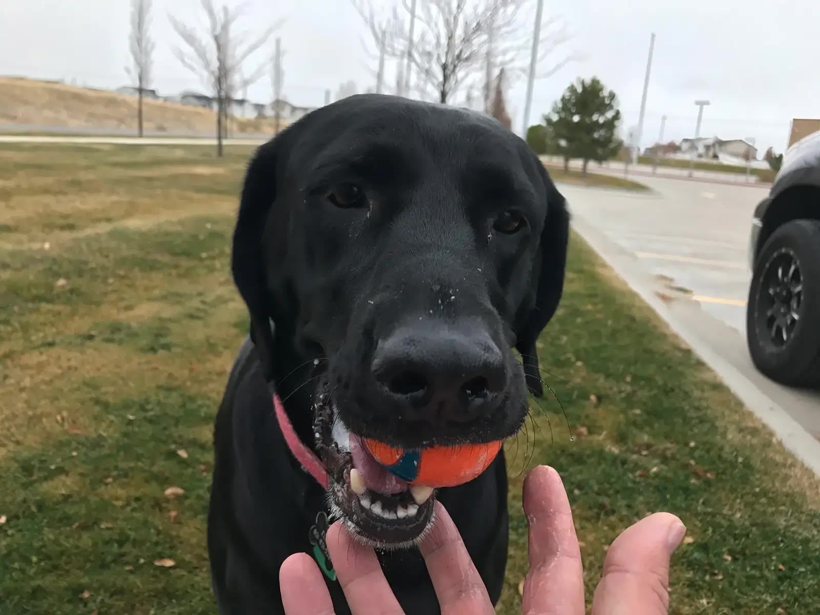 Ellie playing with a ball