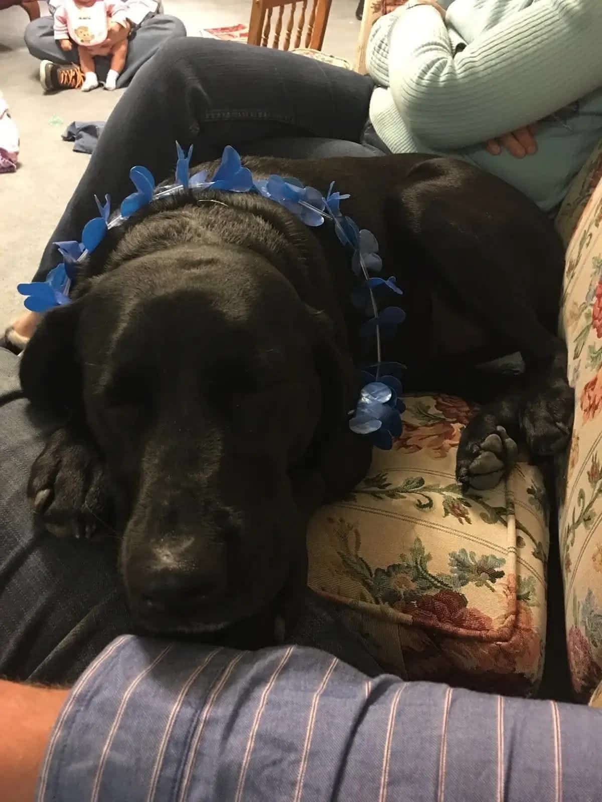 Ellie passed out on the couch