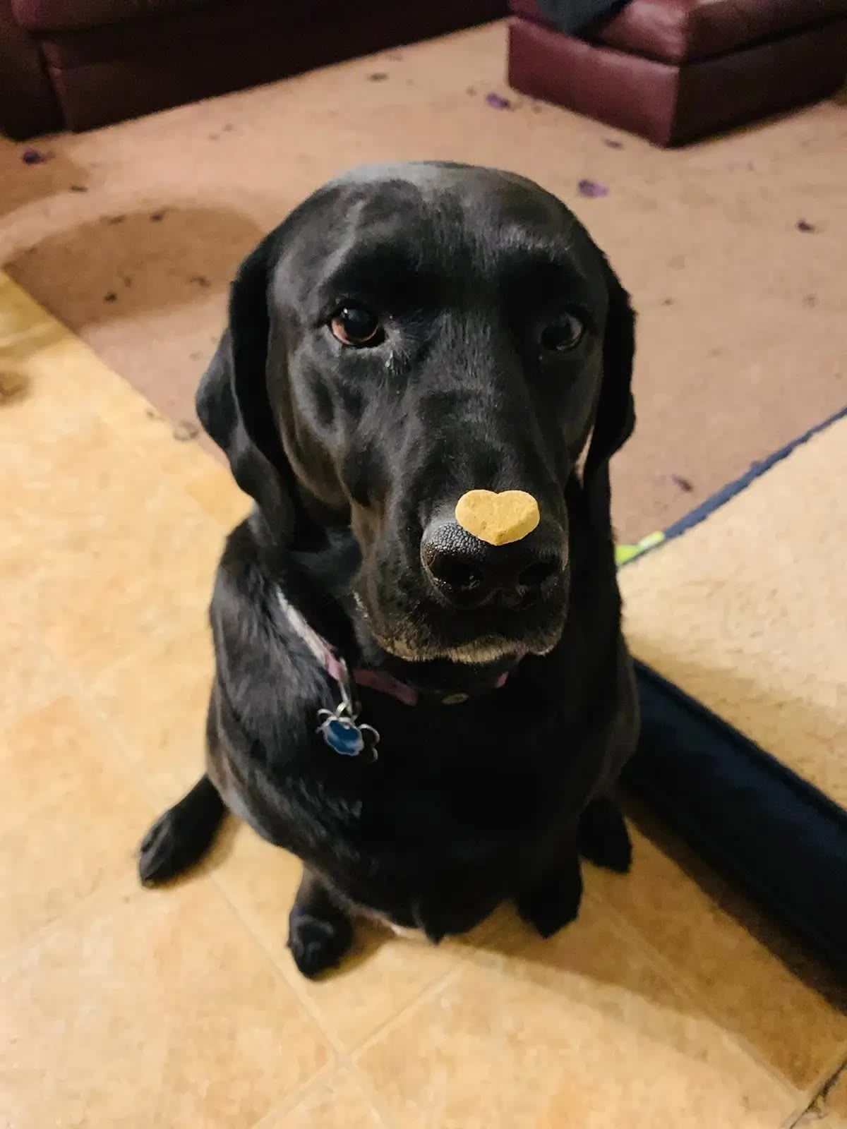 Ellie doing her "nose" trick