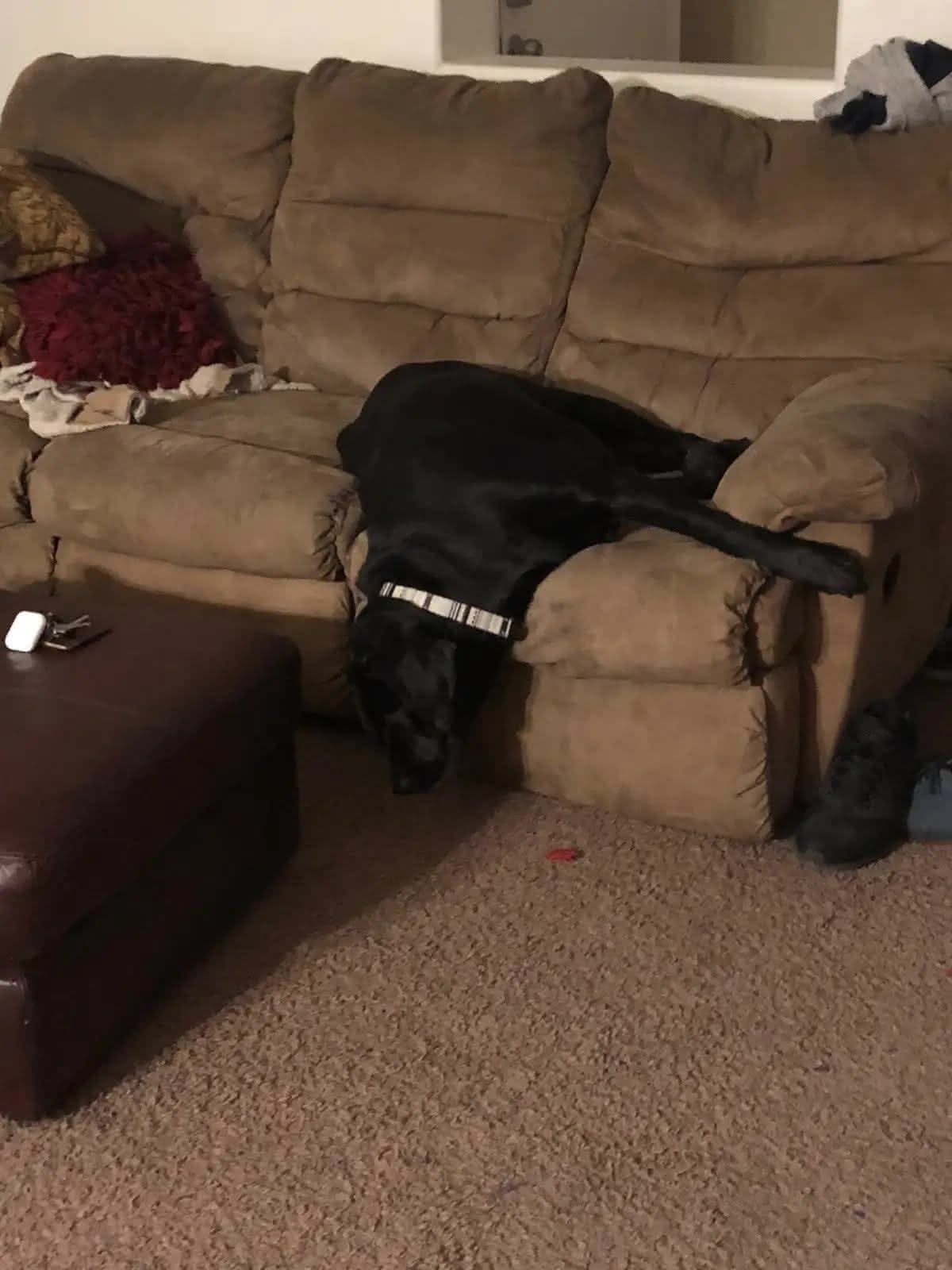 Ellie laying funny on the couth