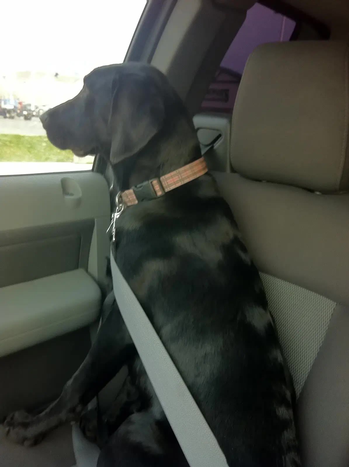 Ellie buckled up in the truck