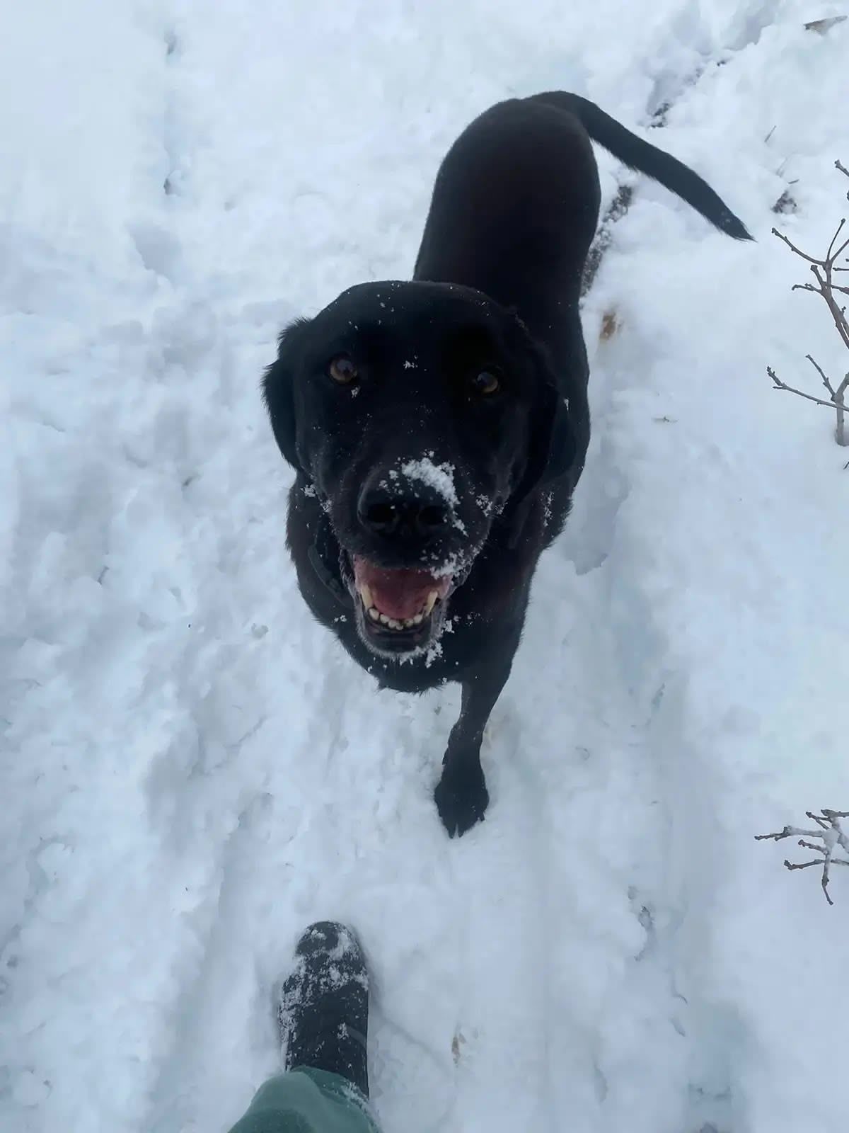 Ellie with her nose covered in snow