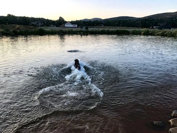 Ellie swimming off to get a ball