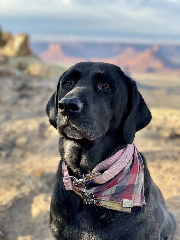 Ellie